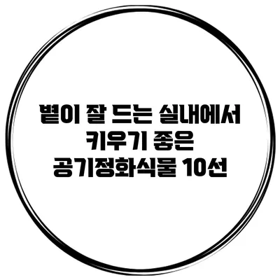 볕이 잘 드는 실내에서 키우기 좋은 공기정화식물 10선