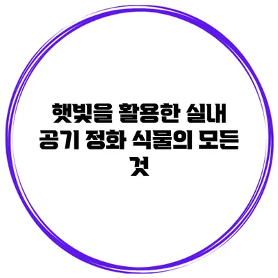햇빛을 활용한 실내 공기 정화 식물의 모든 것